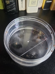 Tyromyces galactinus