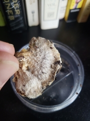 Tyromyces galactinus