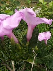 Ipomoea jalapa