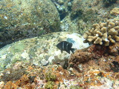 Plectroglyphidodon sindonis