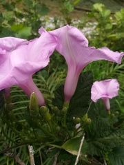 Ipomoea jalapa