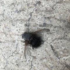 Jurinella