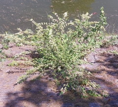 Cotoneaster salicifolius