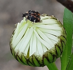 Anthrenus scrophulariae
