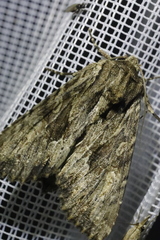 Apamea monoglypha