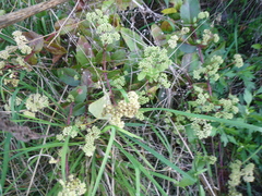 Hylotelephium maximum maximum