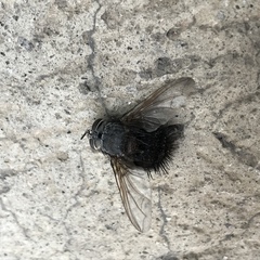 Jurinella
