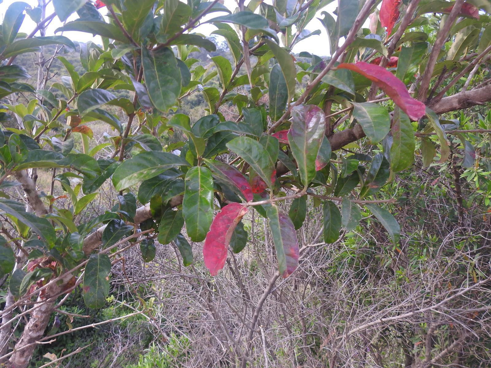 Imagem de Escova-de-macaco