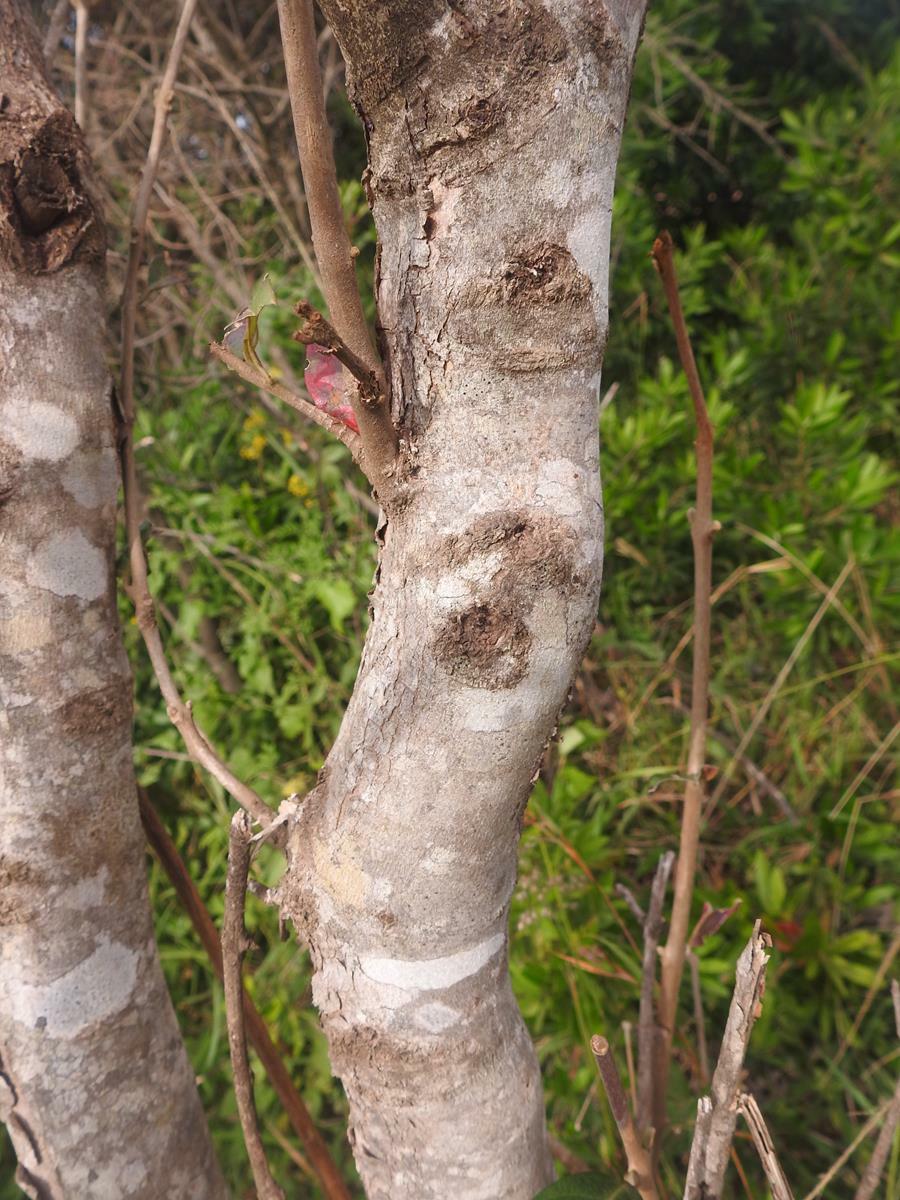 Imagem de Escova-de-macaco