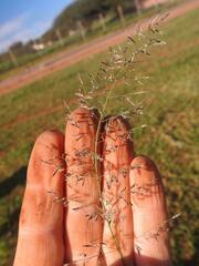 Eragrostis aethiopica