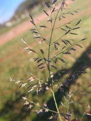 Eragrostis aethiopica