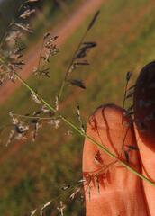 Eragrostis aethiopica