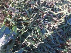 Eragrostis aethiopica