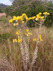 Helichrysum cooperi
