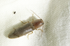 Stenagostus rhombeus