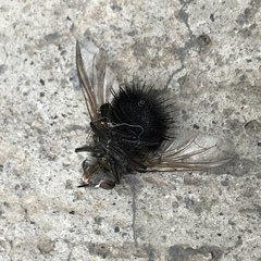 Jurinella