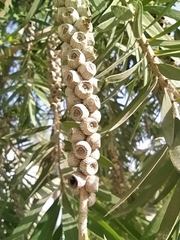 Melaleuca citrina