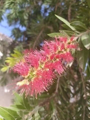 Melaleuca citrina