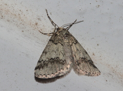 Tephronia lhommaria