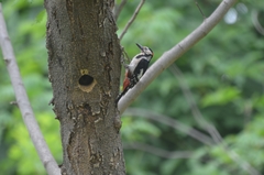 Dendrocopos major