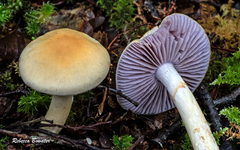 Cortinarius ionomataius