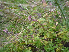Thymus pulegioides pulegioides