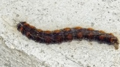 Eriogaster lanestris