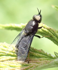 Odontomyia tigrina