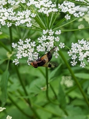 Volucella pellucens