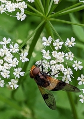 Volucella pellucens