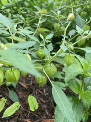 Physalis minima
