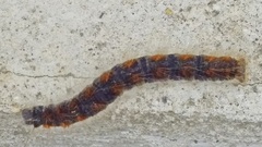 Eriogaster lanestris