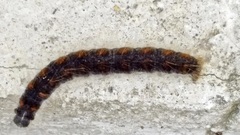 Eriogaster lanestris