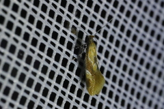 Epicallima formosella