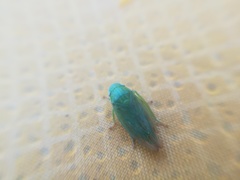 Obtusana