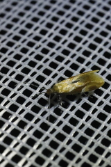 Epicallima formosella