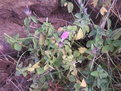 Dicliptera clinopodia