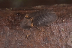Hadrobregmus pertinax