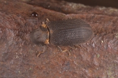 Hadrobregmus pertinax