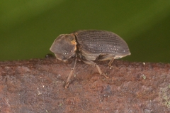 Hadrobregmus pertinax