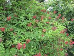 Sambucus williamsii