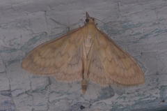 Paratalanta pandalis