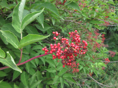 Sambucus williamsii