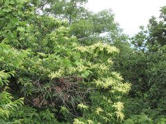 Castanea crenata