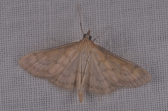 Paratalanta pandalis