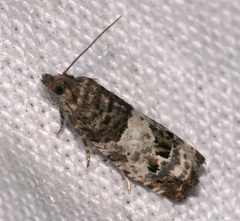 Notocelia trimaculana