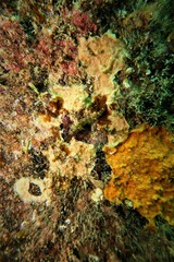 Helcogramma decurrens