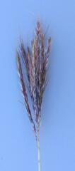 Bothriochloa insculpta