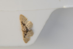 Idaea intermedia