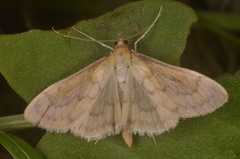 Paratalanta pandalis